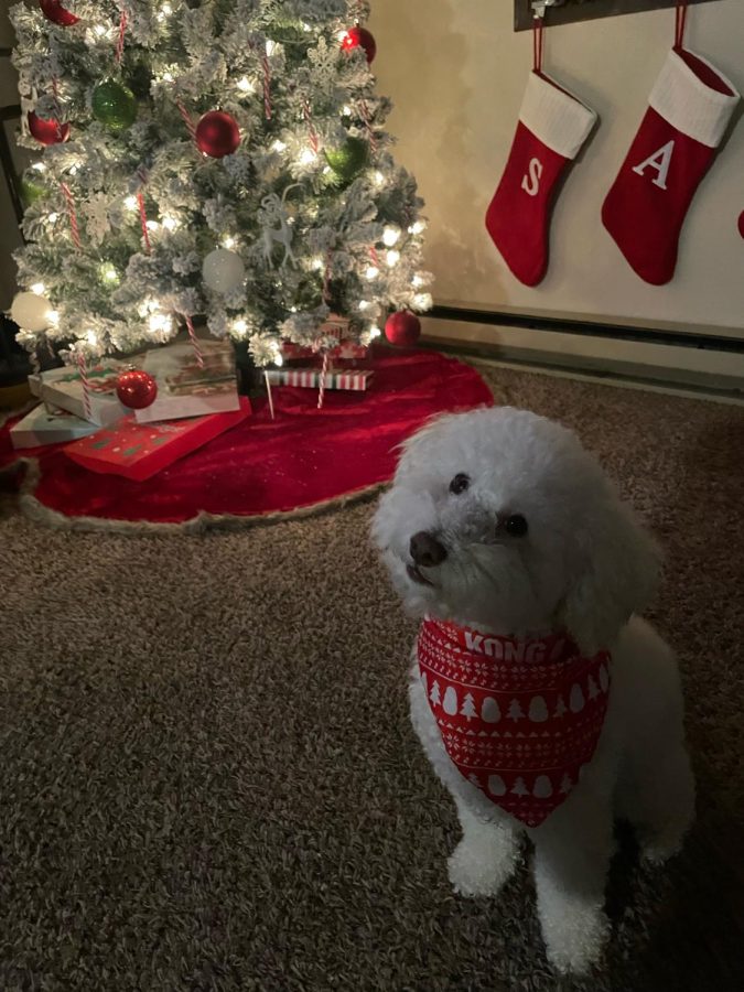 Even dogs like Charlie appreciate Christmas time