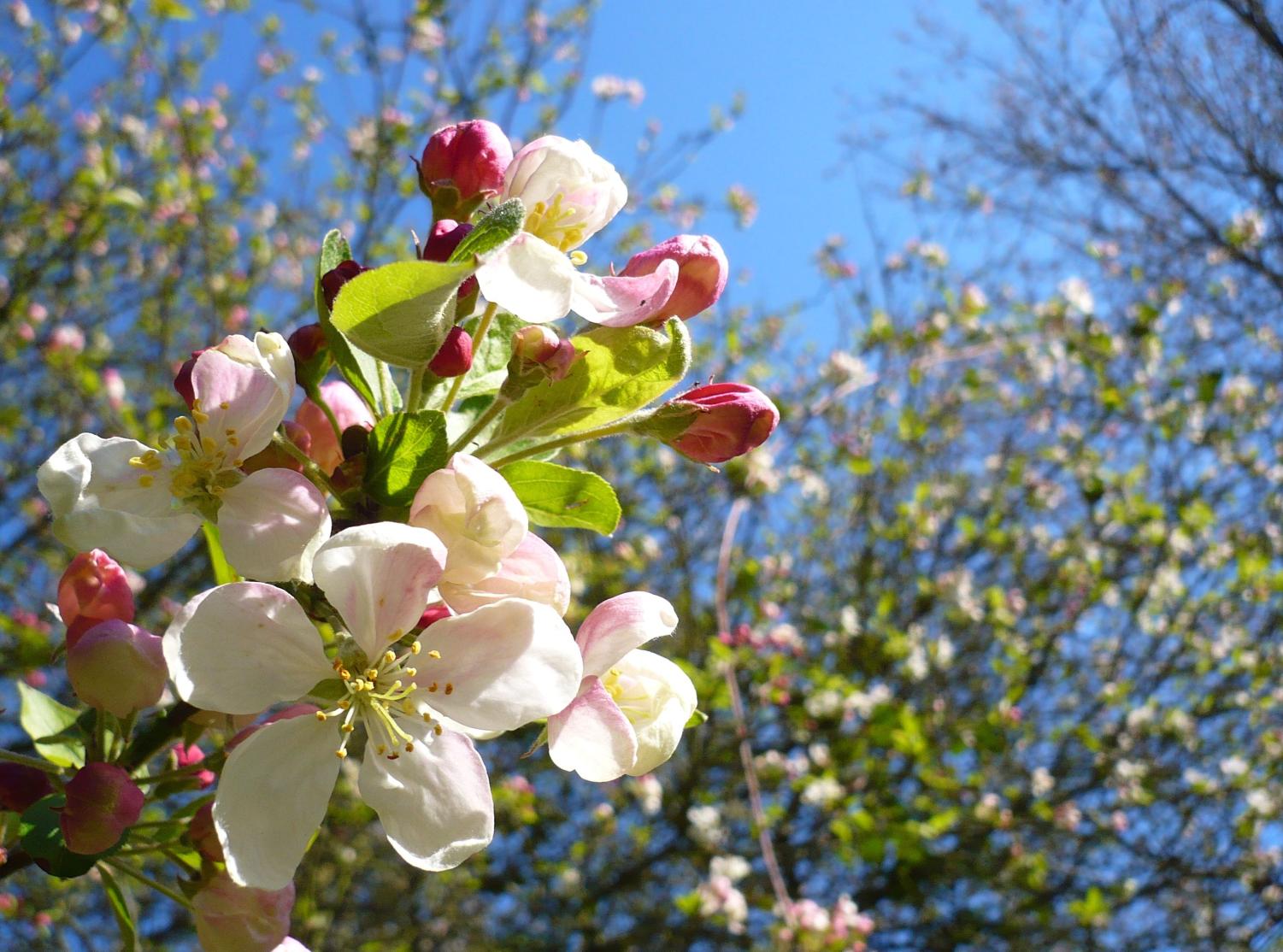 2023 Annual Wenatchee Apple Blossom Festival – The Scratching Post