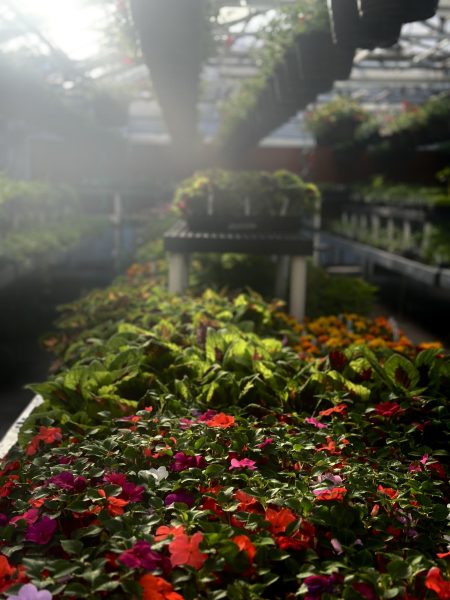 Eastmont High School Plant Sale